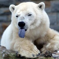 DovBear - Follow and follow back (@dovbear) 's Twitter Profile