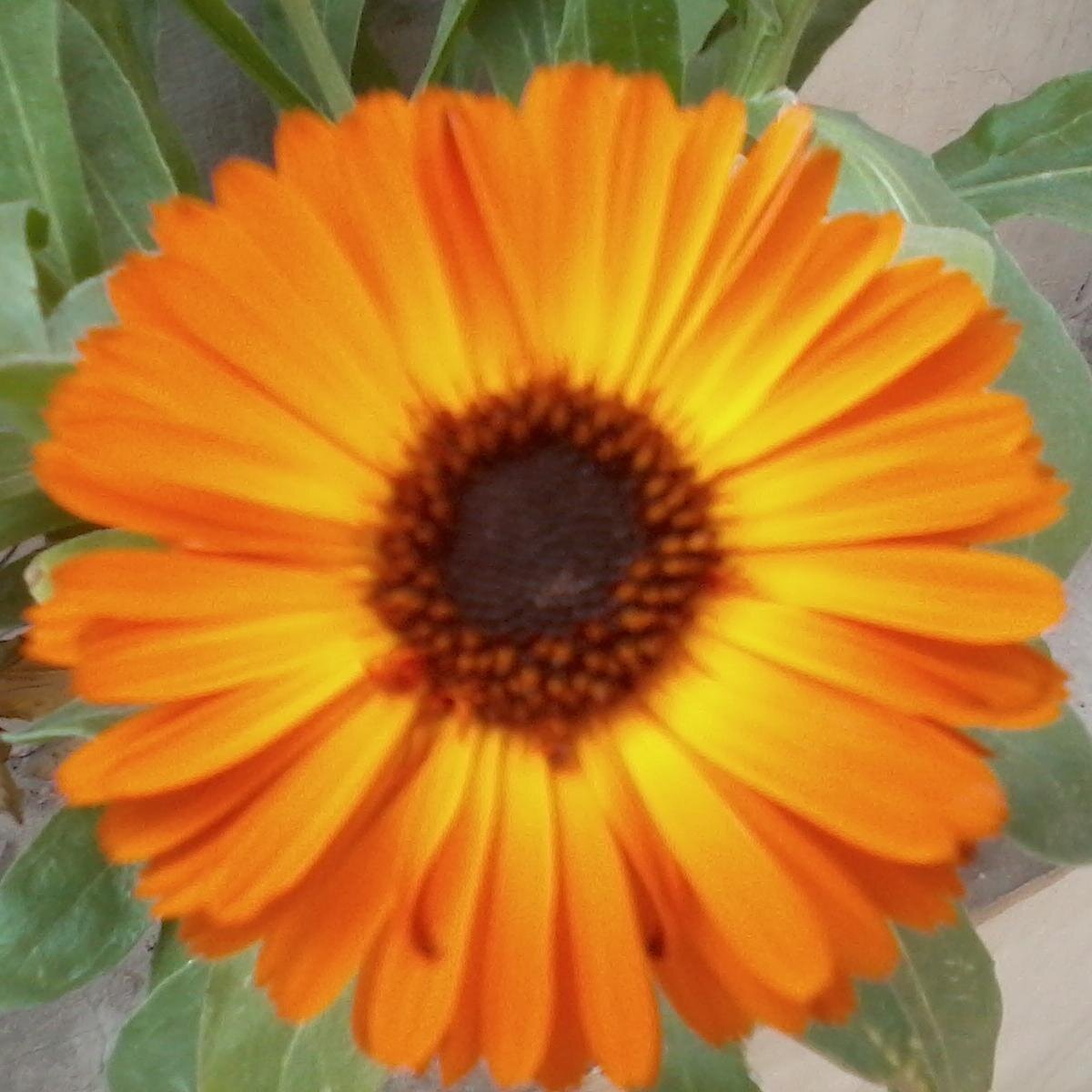 Volunteer with The Art of Living, love to make new friends, Spread  AOL to newer & faraway shores