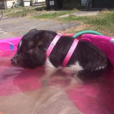I live to destroy everything in my path.  Follow me on Instagram: Lily_Munster_The_Pig