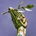 Steven Mathieson - @Ultim8Truth - Twitter