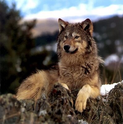 I am Annabeth the shapeshifter All my friends call me Anna  #Single #Dusk Pack