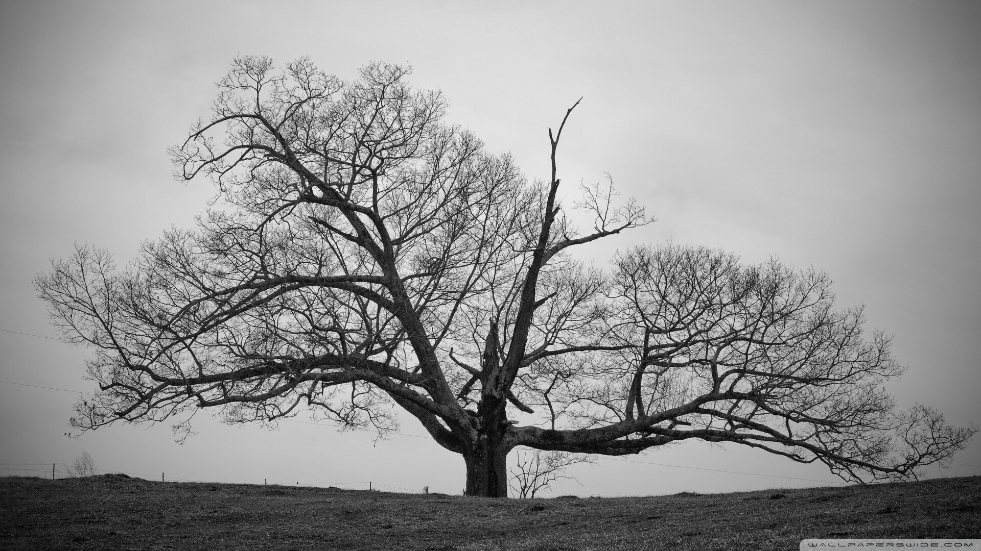 engl_jeff's profile picture. 