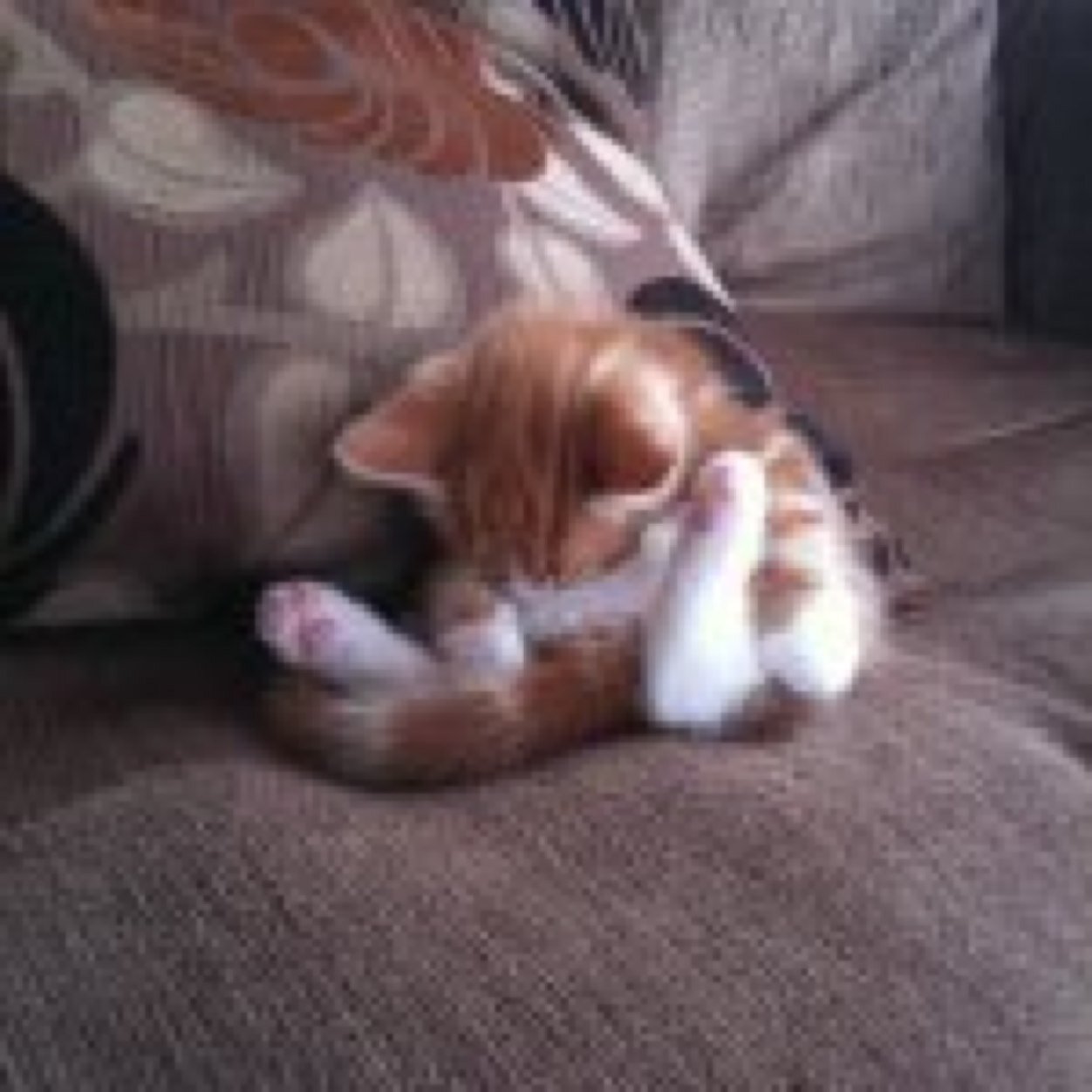 EdsIGComments's profile picture. 