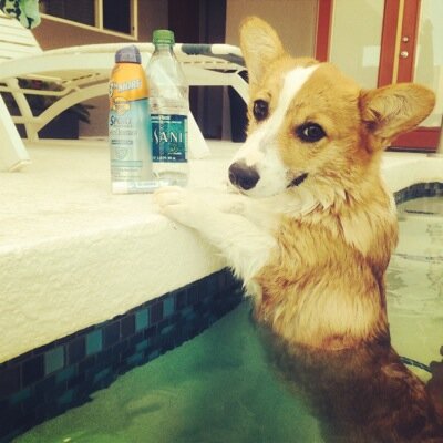 CorgiRoo Profile Picture