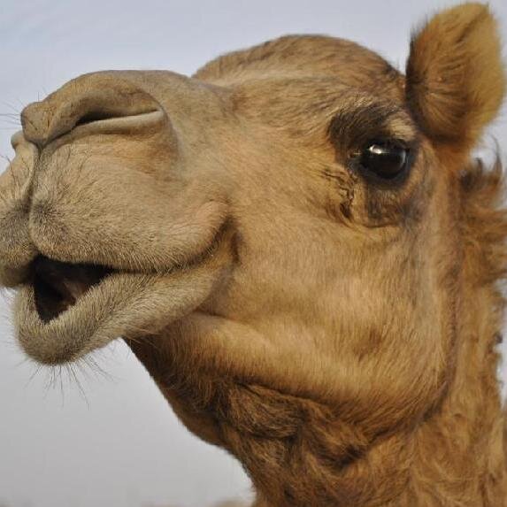 topdeserts's profile picture. 