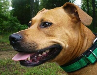 LorrieDouglass's profile picture. My pits' the life! There's nothing better than ending a bad day covered in dog slobber! I do manage to talk about other things, but not very often!