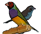 Página web sobre pájaros exóticos domésticos.