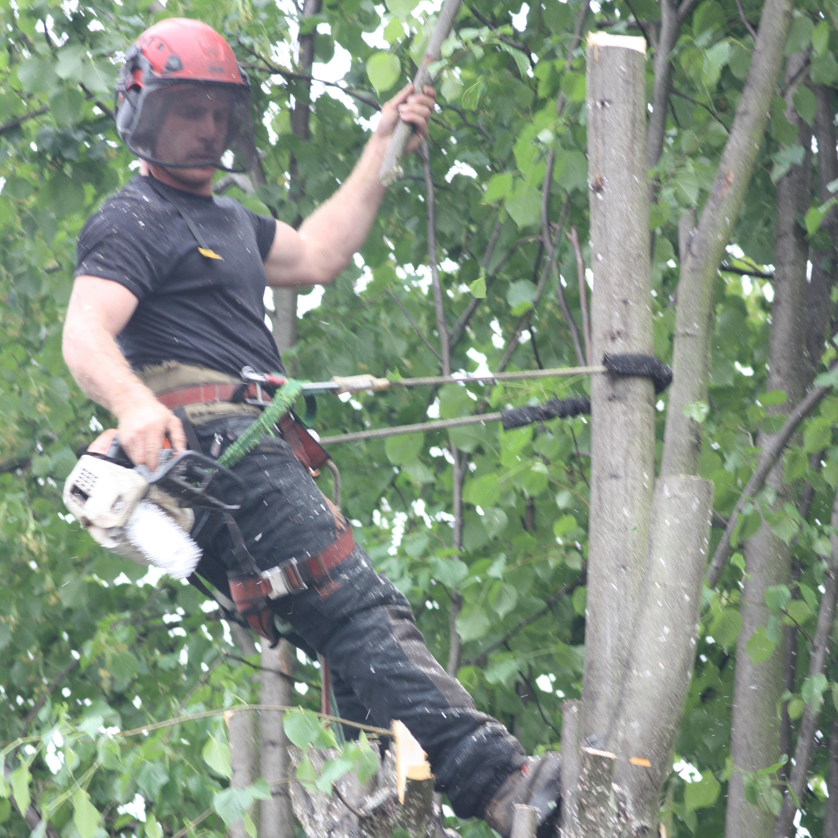 An experienced tree surgery business offering a full range of domestic and commercial tree services - contact us for a free quotation and advice.