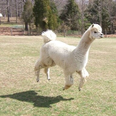 real facts about llamas that are true and real