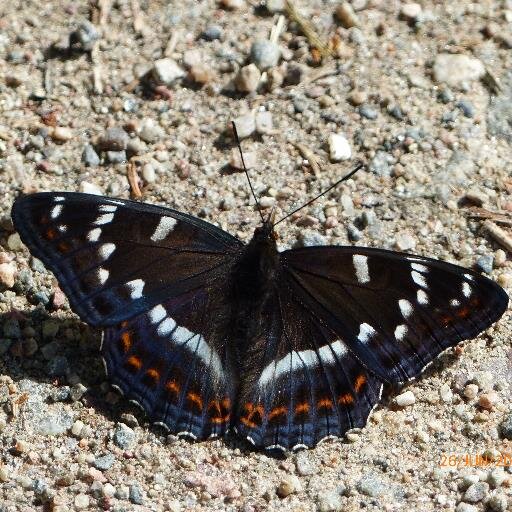 Butterfly Photographer and enthusiast. Keen Birder. Co-writer of Butterflies of Hampshire Book & Reports. Theatre. Vintage buses, steam trains. British Comedy.