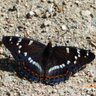 cloudedyellows's profile picture. Butterfly Photographer and enthusiast. Keen Birder. Co-writer of Butterflies of Hampshire Book & Reports. Theatre. Vintage buses, steam trains. British Comedy.