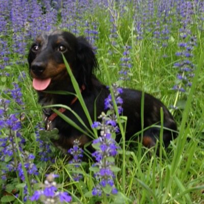 Hi there. I'm Lucy the dachshund. I turn into a spuce when I get into trouble. My true love in life is my ball. arffffff