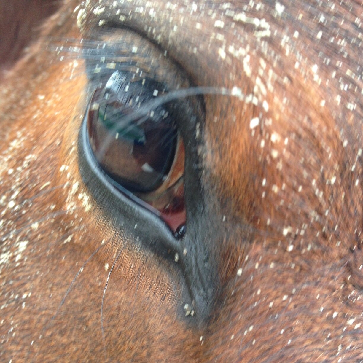 Spiegelen met paarden. Natuurlijk leiderschap, team-bouwen, authenticiteit, vertrouwen, verbinding, veranderingen, persoonlijke ontwikkeling, coachen.