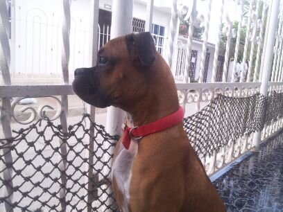 Apache Reyes