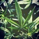 MUFC.....TRANCE.....EDM....MUSIC.....#thefamily....#stoner....#weed