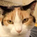 Lettrice disincantata bulimica di npizza e di informazioni.Animalista appassionata.
