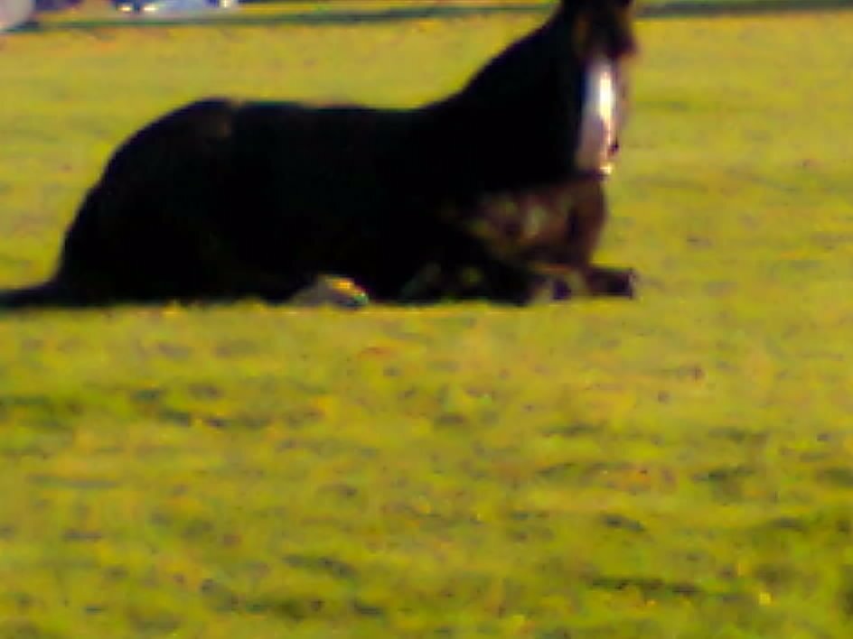 Charlo56995's profile picture. 