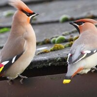 WaxwingsUK(@WaxwingsUK) 's Twitter Profileg