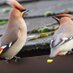 WaxwingsUK (@WaxwingsUK) Twitter profile photo