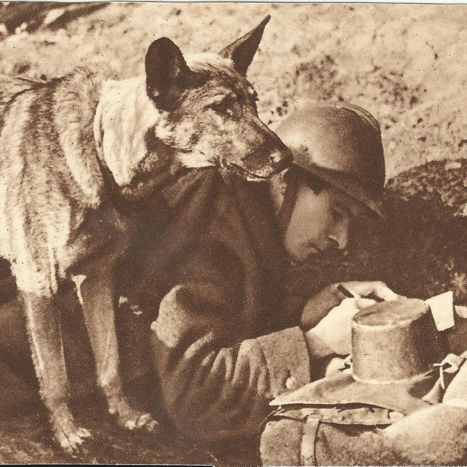 Studying the military employment of dogs during the FWW