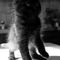 didiwadidi (@didiwadidi) 's Twitter Profile