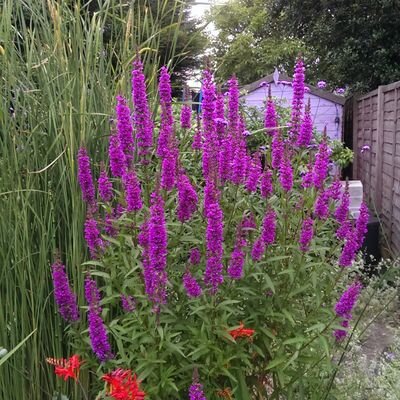 Arethagrac33's profile picture. 