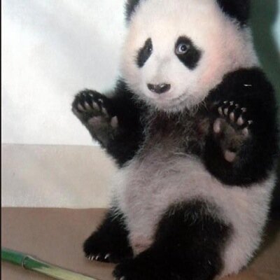 JediSlick's profile picture. @Cloakability biggest fan :)