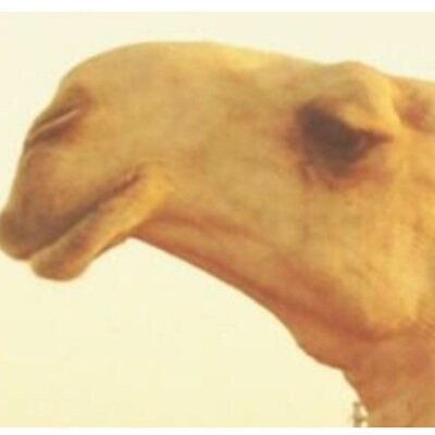 FaFmfm's profile picture. للاعلان عن الذهيب

الله يعقل على اهلها