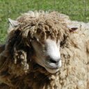 Tammy Kitchen - @tam2singfolk - Twitter