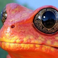 Wild Animals (@outofwild) 's Twitter Profile