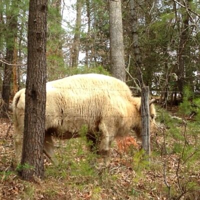 WyldRonnie's profile picture. 