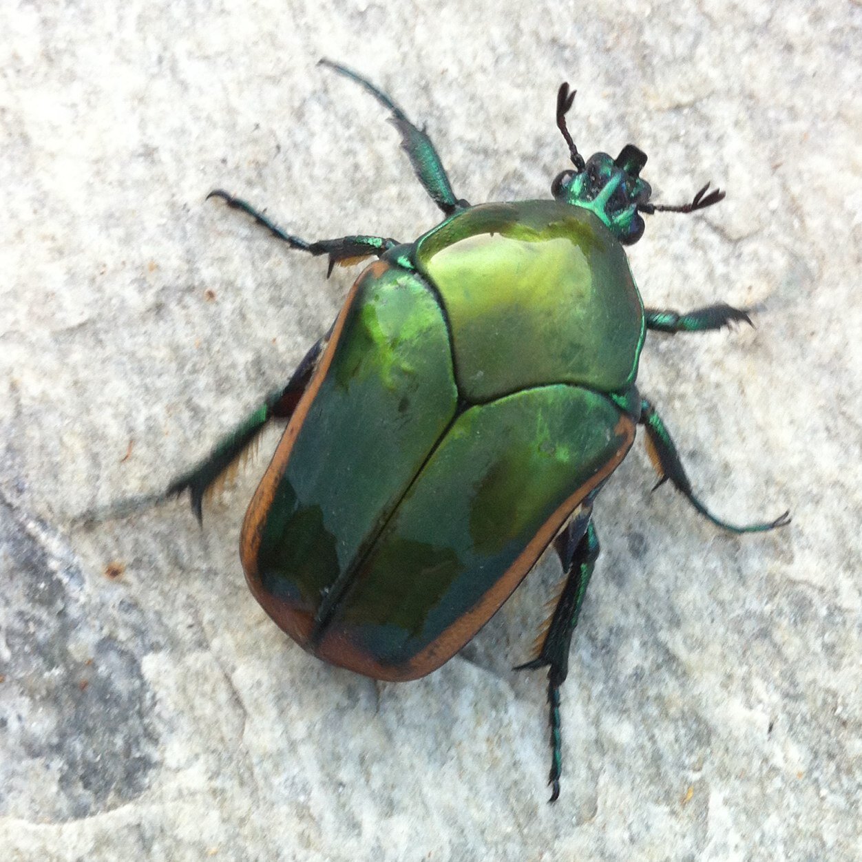 Hello I am a bug