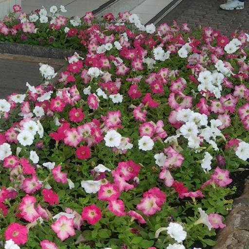 steissii's profile picture. # sigo todos de volta #