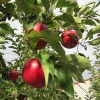 会津若松観光農業推進協議会 (@aizufruits) 's Twitter Profile