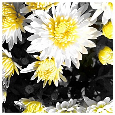 ratchet_says's profile picture. 