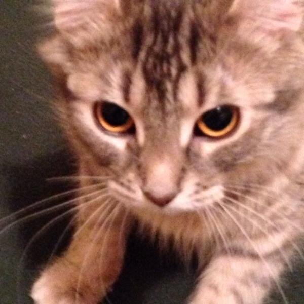 bitemeTina's profile picture. I'm from a crack house, making a foray into the middle class - but I'll always take meowmix over eukanuba.