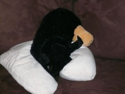 iselwen's profile picture. European