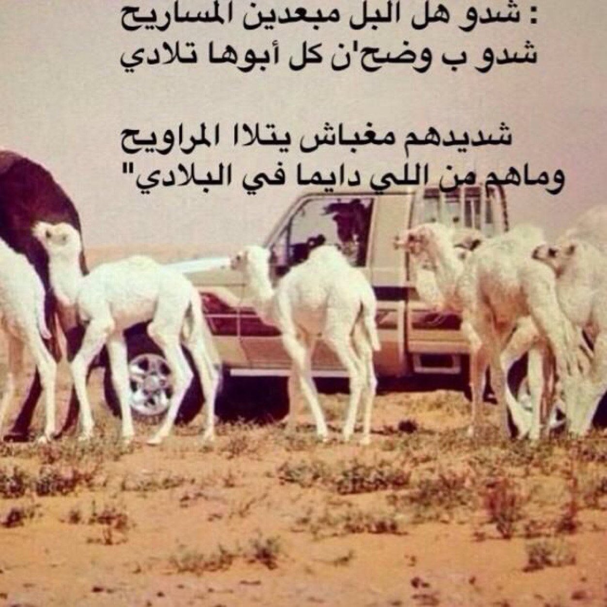 البل محبتها لها طابعاًغير لاوقعت بالقلب ماهي بتاوي