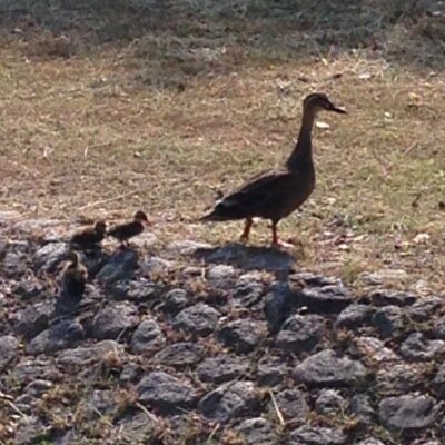 MiikunNiconico's profile picture. 基本的にＲＯＭ専です… なにもやってません