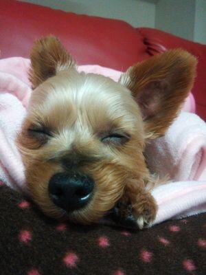 ヨーキー🐶チョコ♀16歳1日で天国へ。
保護猫まめ太♂(2016年夏生まれ)7.2kg💦