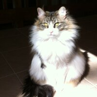 kh (@snow_leopard112) 's Twitter Profile Photo