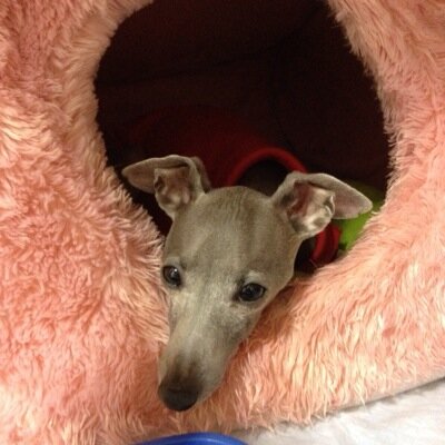 DIR EN GREY、sukekiyo、京さんと動物が大好きである。 ベイリーは大事な息子🐶💕 https://t.co/FFKzYXzGuN
