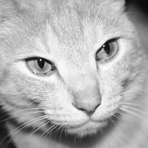 にゃんは一般ユーザーで、ねこ社長ではないニャー。
でも、一座の事を知りすぎたのでいじめられてるニャー。