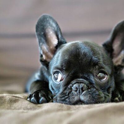Bouledogue Francais Bouledoguefranc Twitter Bouledogue Francais Bouledoguefranc Twitter