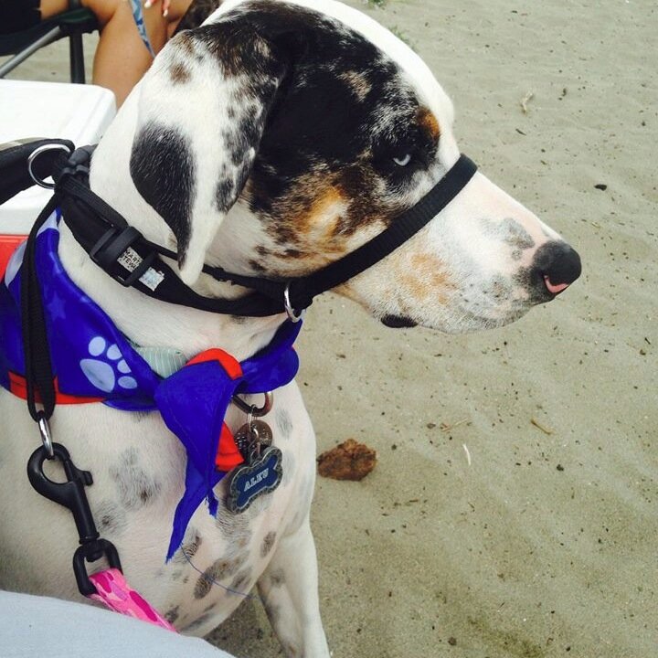 I am a dog. Halp me plz. My Owner Rachelle  hits me and makes me lick her in her mouth.