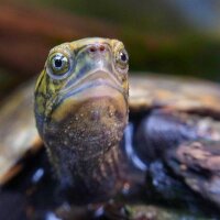 K-ki@飼育データ管理サービス「RIUM」 (@aquaturtlium) 's Twitter Profile Photo