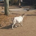 Jacob Bravo - @infojbravo7188 - Twitter