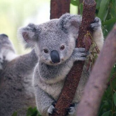 コアラ グリコ パンダ ユーカリ 夜推 Gookoala Twitter