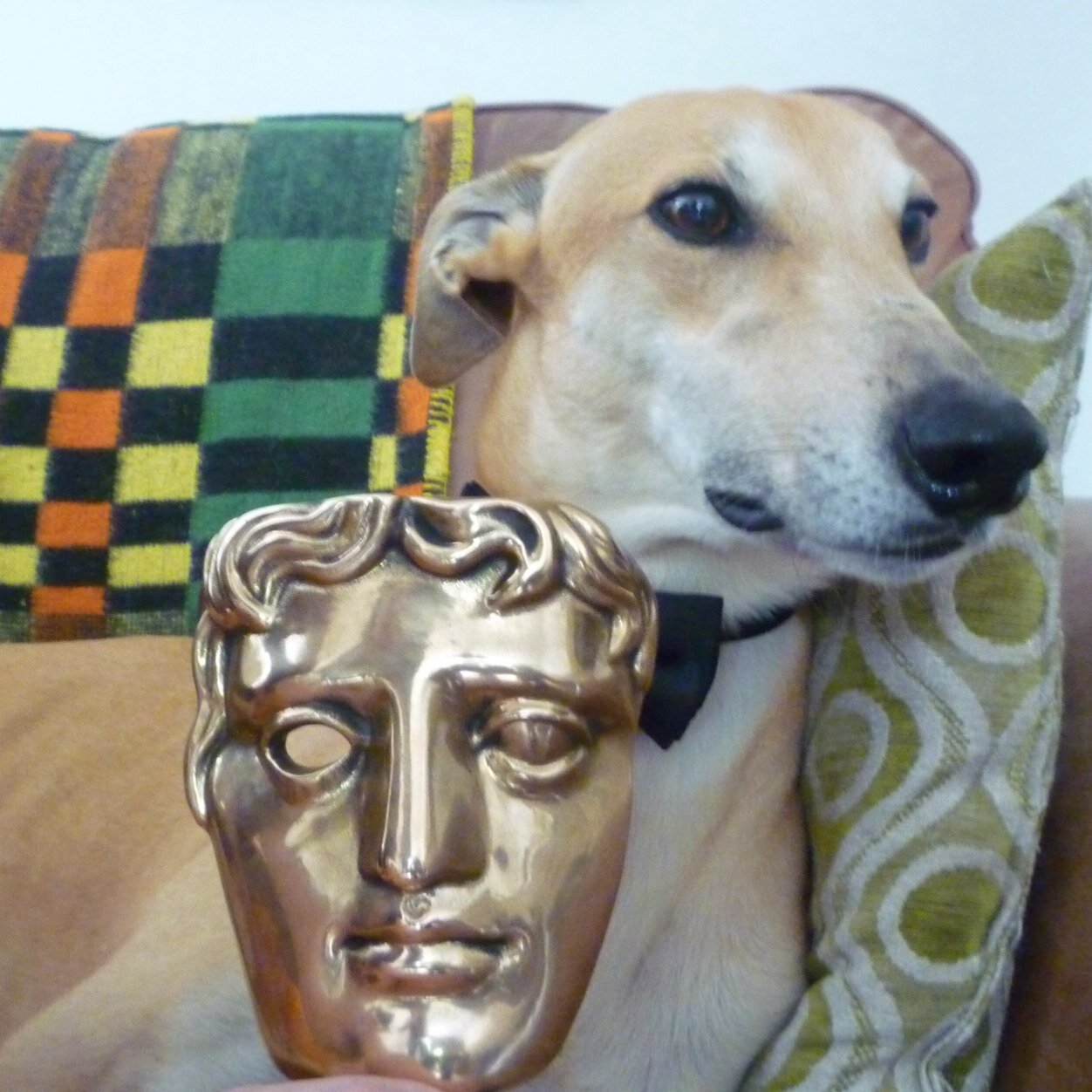 I am a greyhound, I like to drink out of milk jugs, I love falling asleep in front of the telly. I have been accused of being a minger #gogglebox BAFTA winner