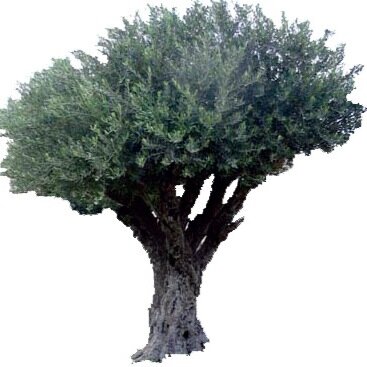 icamge's profile picture. Institut des cultures arabes et méditerranéennes - L'Olivier